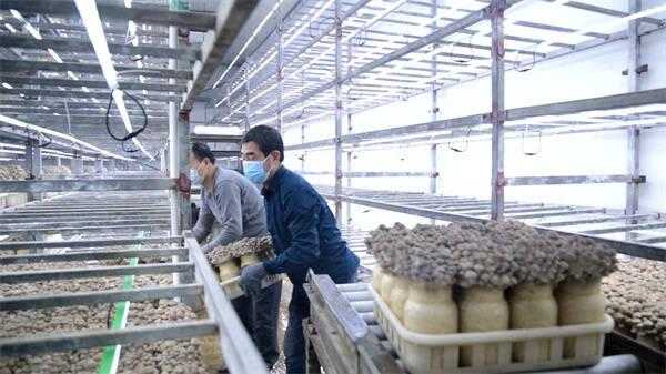 改良技術，提高品質，菌菇出口量提高20%